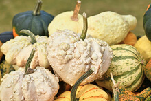 White Heart Shaped Gourd With Warty Skin In Pile Of Colorful Pumpkins