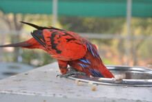 A Red Bird Eating Seeds From  A Bowl