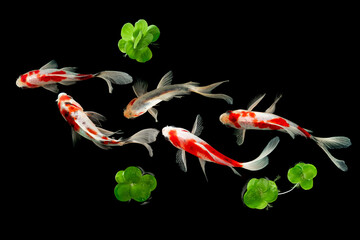 Canvas Print - Top View Koi fish swimming on black background