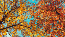 Trees Autumn Canopy View Free Stock Photo - Public Domain Pictures