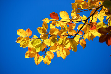 Wall Mural - Autumn tree in the Pyrenees