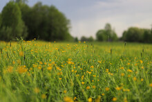 Beautiful Summer Countryside Landscape. Green Meadow With Yellow Wildflowers, Trees And Sky. Nature Background 