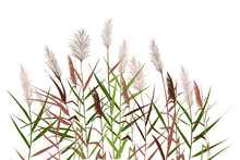 Silhouette Of Reeds, Sedge, Cane, Bulrush, Or Grass On A White Background.Vector Illustration.
