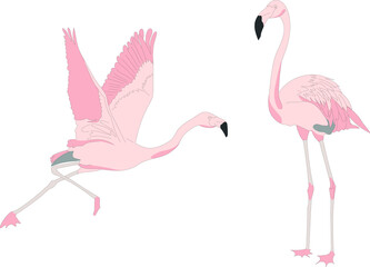 two vector flamingo clipart. pink birds hand drawn illustration.