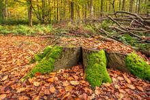 Tree Stump Covered With Fresh Green Moss. It Is Autumn And Many Tree Leaves Have Already Fallen To The Ground. The Photo Was Taken In A Forest In The Dutch Province Of North Brabant.