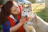 Fototapeta Konie - The dog breeder is hugging with her husky dogs outdoors
