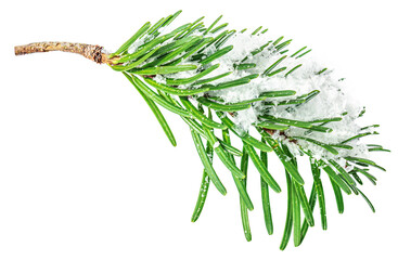 Wall Mural - fir branch with a snow isolated on white background. christmas concept.