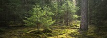 Dark Majestic Evergreen Forest. Sun Rays Through The Mighty Pine And Spruce Trees. Early Spring. Finland. Pure Nature. Ecotourism, Hiking, Healthy Lifestyle Concepts