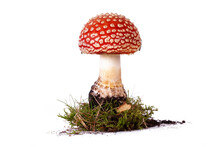 Fly Agaric Red Mushroom Isolated On White