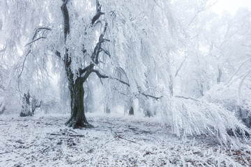 Wall Mural - Winter in frost forest with tree and snow