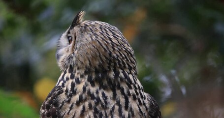 A Eurasian Eagle-Owl are resting in a tree