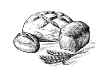Bread Vector Hand Drawn Set Illustration. Other Types Of Wheat, Flour Fresh Bread. Gluten Food Bakery Engraved Collection