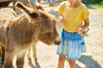 Little girl in contact farm zoo with donkeys in the countryside, a farm