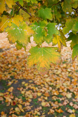 Poster - Vertical shot of maple leaves changing colors in the autumn