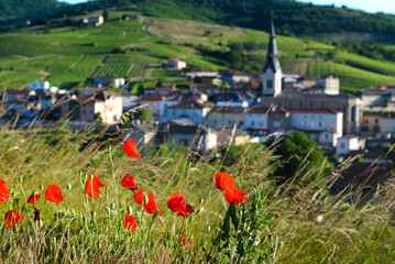 Wall Mural - Coquelicots aux abords des villages du Beaujolais, Le Perreon