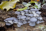 Fototapeta Tęcza - Edible mushroom Pleurotus ostreatus known as oyster mushroom