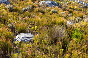 Wall Mural - Rugged mountain landscape with fynbos flora in Cape Town