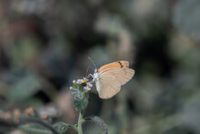Macro Shot Of A Butterfly Sipping Nectar From A Flower Against A Blurred Background