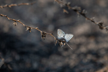 Sticker - Macro shot of butterflies on thorny plants against a blurred background