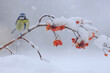 © ADDICTIVE STOCK - Adorable Eurasian blue tit bird sitting on berry tree branch in winter forest