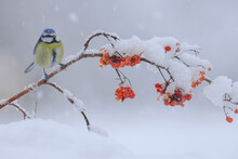 Adorable Eurasian Blue Tit Bird Sitting On Berry Tree Branch In Winter Forest
