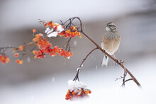 Adorable Rock Bunting Bird Sitting On Berry Tree Branch In Winter Forest