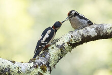 Small Woodpeckers Preening Each Other On Tree Trunk