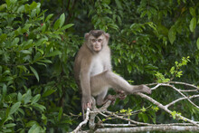 Northern Pig-tailed Macaque (macaca Leonina) In Thailand