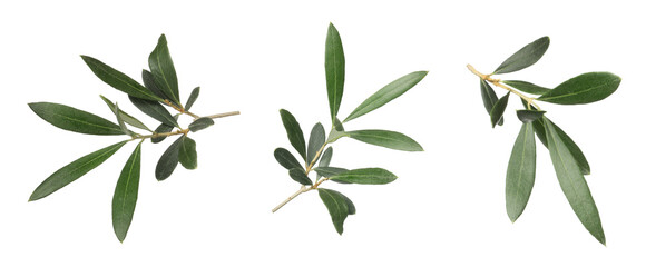 set with fresh green olive leaves on white background. banner design