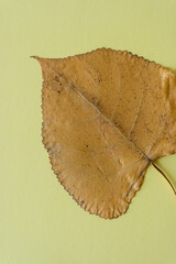 Wall Mural - isolated poplar leaf on yellow construction paper