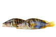 Two serranus Scriba fish Painted Comber from mediterranean isolated on white