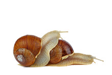 Pair Grape Snails Isolated On A White Background