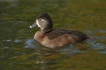 A Female Ring-necked Duck, Aythya Collaris, Swimming On A Pond At Slimbridge Wetland Wildlife Reserve.	