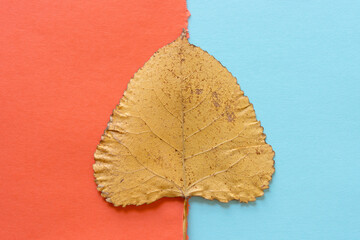 Wall Mural - isolated autumn poplar leaf on orange and blue paper