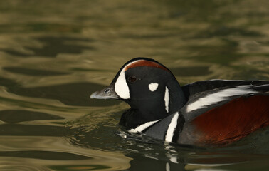 Poster - A male Harlequin Duck, Histrionicus histrionicus, swimming on a pond at Arundel wetland wildlife reserve.	