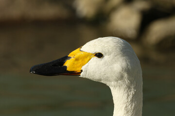 Poster - A head shot of a Bewick's Swan, Cygnus columbianus bewickii, swimming on a pond at Arundel wetland wildlife reserve.	