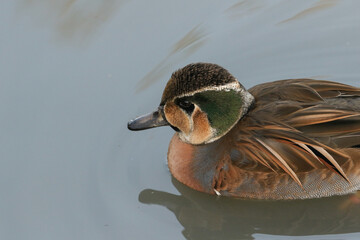 Poster - A stunning male Baikal Teal Duck, Sibirionetta formosa,  swimming on a lake at Arundel wetland wildlife reserve.	