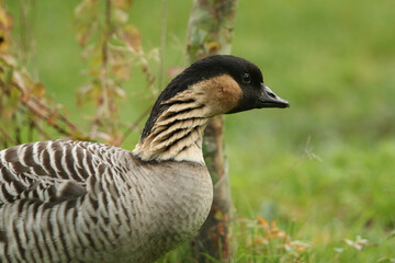 Wall Mural - A head shot of an endangered Hawaiian Nene Goose, Branta sandvicensis, feeding on grass at Slimbridge wetland wildlife reserve.