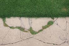 Edge Of A Grass Area And A Concrete Sidewalk Along With Fresh Grass Growing Through The Cracks In The Concrete