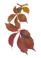 Sticker - Red autumn grape leaves isolated on white background.