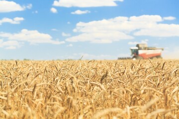 Canvas Print - Combine harvester harvesting ripe wheat on agriculture field