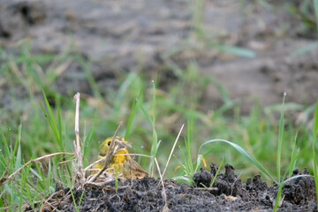 Wall Mural - A portrait of a yellowhammer sitting on the ground behind green grass