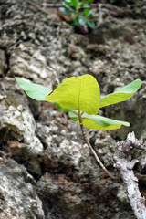 Poster - Vertical shot of green leaves on the twig growing in the forest with a rock in the background