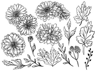 Poster - Isolated Zinnia Flower Line Art Drawing with Leaves Element