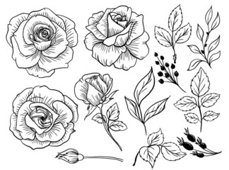 Wall Mural - Isolated Rose Flower Line Art Doodle with Leaves Element