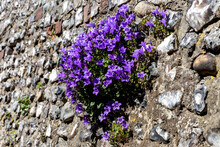Bellflowers Growing On A Stone Wall In Sussex