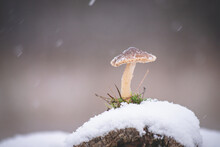Mushroom In Snow During Snowfall, Bright Gray Background