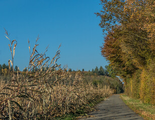 Canvas Print - Maisfeld kurz vor der Ernte im Herbst