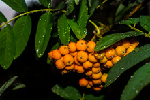 Pyracantha Orange Close-up With Water Drops