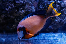 Macro Fish Acanthurus Pyroferus